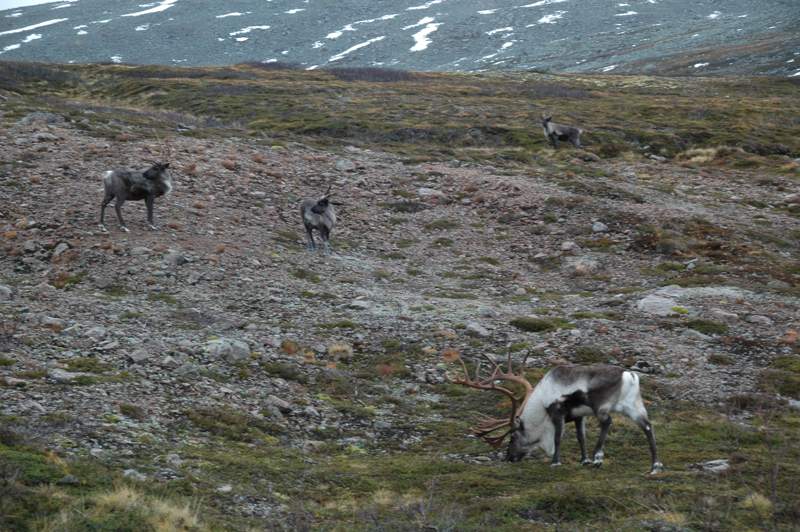 tromso_day0114